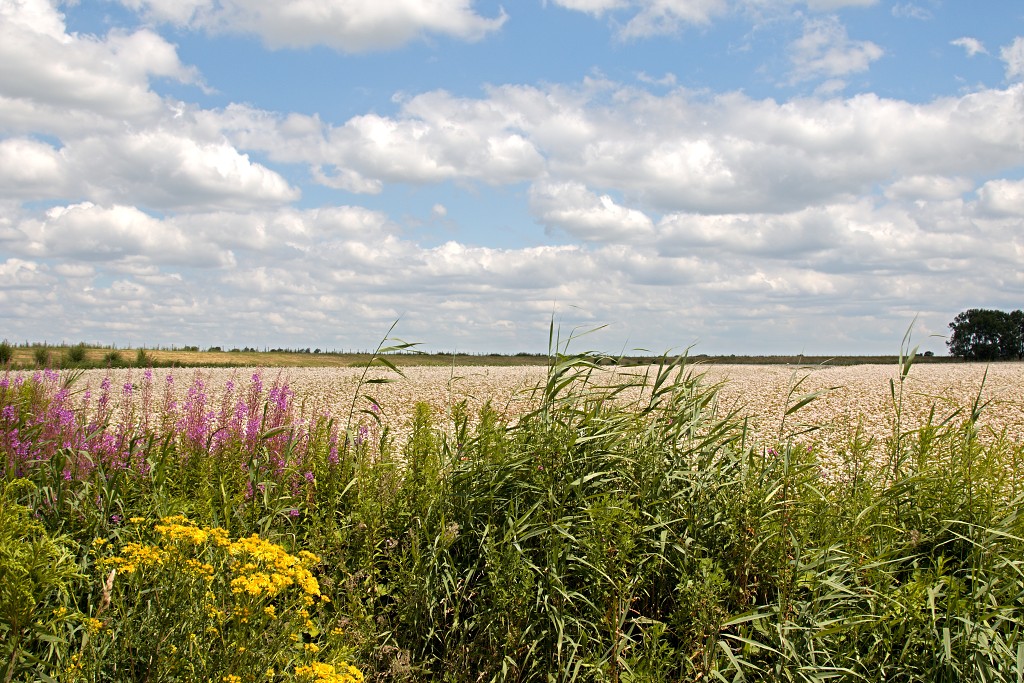 tiengemeten natuur natuurgebied natuurmonumenten hdr schotse hooglanders rien poortvliet museum eiland polder platteland